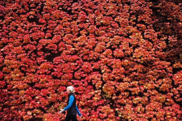 epaselect epa12504994 A woman walks past red autumn leaves in London, Britain, 05 November 2025. (Photo by Neil Hall/EPA)