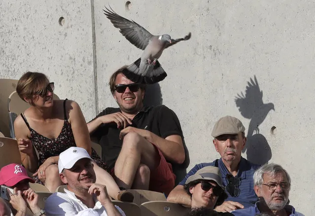 A pigeon flies over spectators as France's Nicolas Mahut plays Argentina's Juan Martin Del Potro during their first round match of the French Open tennis tournament at the Roland Garros stadium, Tuesday, May 29, 2018 in Paris. (Photo by Alessandra Tarantino/AP Photo)