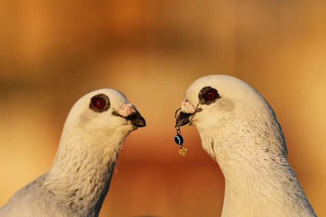 Pigeons stand on the rooftop of Loubna Hamdan and her husband Ibrahim Ammar, who pierced the beak of the pigeon on the right for a piece of jewelry, in Chiyah where the couple leaves food out for birds in the southern suburbs of Beirut, Lebanon, Thursday, July 10, 2025. (Photo by Hassan Ammar/AP Photo)
