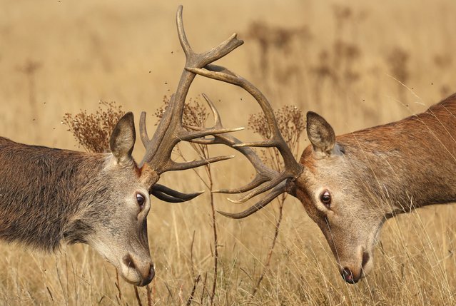 Deer clash antlers as the annual rutting season begins, during above average seasonal temperatures, in Richmond Park, London, Britain, on September 19, 2024. (Photo by Toby Melville/Reuters)