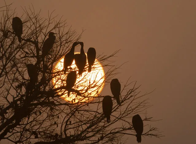 Great cormorant birds perch on tree branches as the sun rises during a misty morning at Taudaha Lake, on the outskirts of the Kathmandu valley, Nepal, 20 January 2021. Nepal, due to its favorable breeding environment, is a destination for migratory birds coming from South East Asia as well as from Africa and Australia. (Photo by Narendra Shrestha/EPA/EFE)