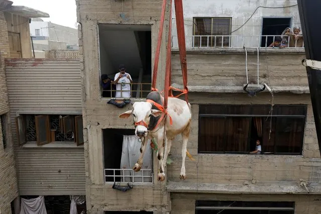 A sacrificial bull is lowered from a rooftop by crane, ahead of the Eid al-Adha festival in Karachi, Pakistan, June 18, 2023. (Photo by Akhtar Soomro/Reuters)