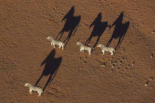 Zebra run across the desert, in October, 2014, in the Namib Desert, Namibia. (Photo by Theo Allofs/Barcroft Media)