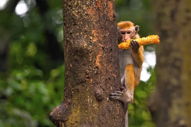 A Toque macaque (Macaca sinica) eats waste corn in Kurunegala, Sri Lanka, on June 17, 2023. Kurunegala is a major city in Sri Lanka. It is the capital city of the North Western Province and the Kurunegala District. Kurunegala was an ancient royal capital for 50 years, from the end of the 13th century to the start of the 14th century. There are many tourist attractions around Kurunegala city. (Photo by Thilina Kaluthotage/NurPhoto/Rex Features/Shutterstock)