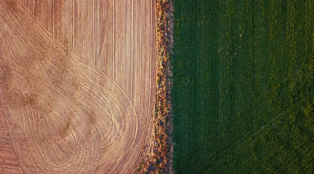 An irrigated paddock can be seen next to a ploughed paddock on a farm located on the outskirts of the town of Mudgee in New South Wales, Australia, July 18, 2018. (Photo by David Gray/Reuters)
