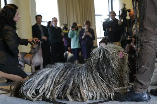 A Bergamasco Sheepdog sits with its handler during a news conference for the upcoming 139th Annual Westminster Kennel Club Dog Show in New York February 12, 2015. (Photo by Shannon Stapleton/Reuters)
