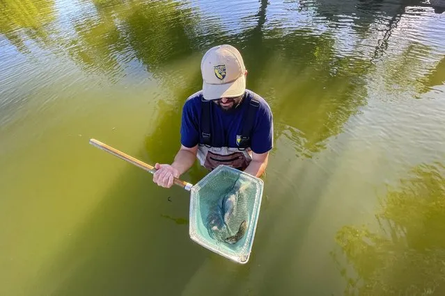 California Fish and Wildlife biologist Matt Lucero releases some of the 37 Sacramento Perch juveniles in Lindo Lake County Park in the Lakeside suburb of San Diego, Friday, August 11, 2023. Lucero brought the fish from Bridgeport reservoir, a picturesque body of water surrounded by snow-capped mountains that has become a bottleneck for the fish's genes because the isolated population cannot migrate. (Photo by Julie Watson/AP Photo)