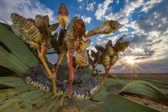 Desert relic by Jen Guyton by Germany/US — winner, Plants and Fungi. The cones of a female welwitschia reach for the skies over the Namib Desert. These desert survivors have an extraordinary biology. Male and female plants both produce distinctive cones. Each plant comprises just two leaves, a stem base and a tap root. The woody stem stops growing at the apex but widens with age, forming a concave disc, but the two original seedling leaves continue to grow, gradually splitting and fraying. The largest specimens span more than 8 metres (26 feet) and may be 1,000 years old or more. (Photo by Jen Guyton/2018 Wildlife Photographer of the Year)