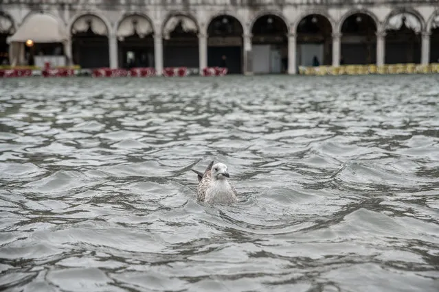 High water in Venice in several areas of the city, also during the Venice Marathon, on 28 October 2018 in Venice, Italy. (Photo by Giacomo Cosua/NurPhoto via Getty Images)