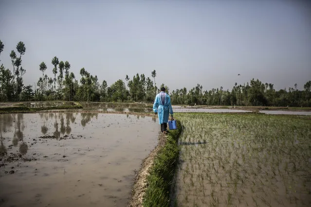 A health worker crosses a paddy field during a vaccination drive against COVID-19 in Minnar village, north of Srinagar, Indian controlled Kashmir, Thursday, June 10, 2021. (Photo by Mukhtar Khan/AP Photo)