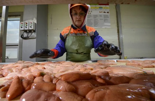 A worker sorts skeins of pollock roe at the Yuzhno-Kurilsk fish plant in the settlement of Yuzhno-Kurilsk on the Island of Kunashir, one of four islands known as the Southern Kuriles in Russia and the Northern Territories in Japan, December 21, 2016. (Photo by Yuri Maltsev/Reuters)
