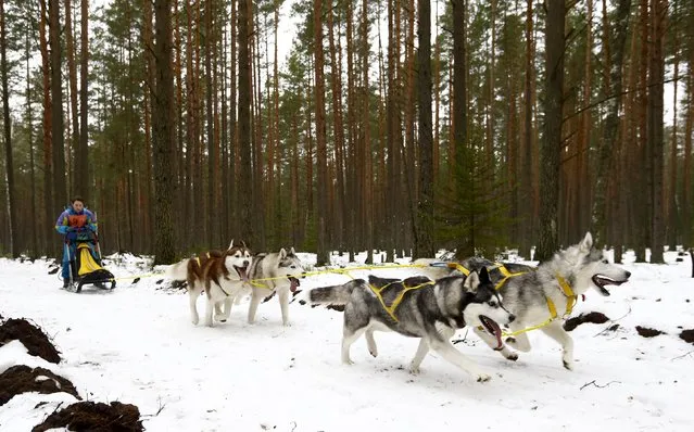 A participant rides behind her dogs during a dog sled festival called “The North Dogs” near Oktyabr village, Belarus, January 30, 2016. (Photo by Vasily Fedosenko/Reuters)