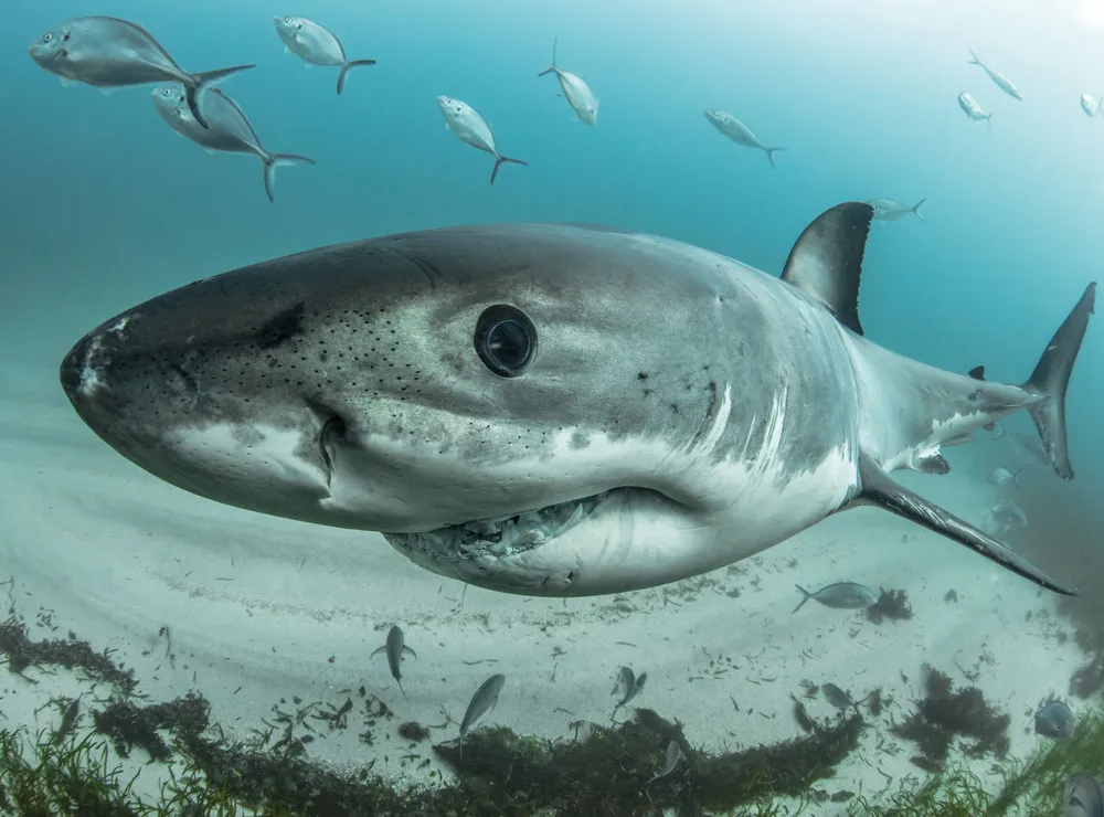 “Call of the Blue”