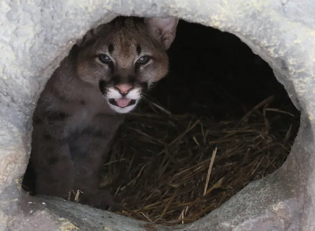 A four-month-old North American cougar cub looks out from its den in the Royev Ruchey zoo on the suburbs of the Siberian city of Krasnoyarsk, Russia, February 11, 2016. (Photo by Ilya Naymushin/Reuters)
