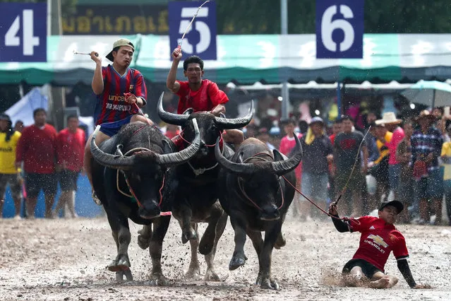 Jockeys compete in Chonburi's annual buffalo race festival in Chonburi province, Thailand October 23, 2018. (Photo by Athit Perawongmetha/Reuters)