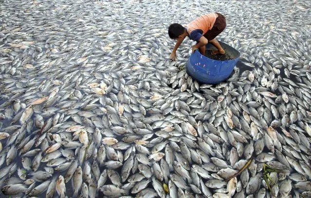 A child examines some of the dead farmed fish floating in Lake Maninjau, West Sumatra province Indonesia February 20, 2016 in this photo taken by Antara Foto. Fishery officials say that up to 30 tonnes of farmed fish have died due to high winds on the lake. (Photo by Iggoy el Fitra/Reuters/Antara Foto)
