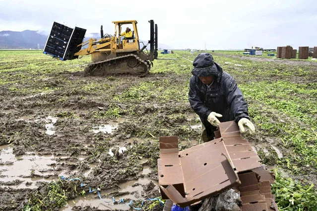 Gilberto Luis Lopez clears cardboard from a celery field Thursday, December 21, 2023, in Camarillo, Calif. A Pacific storm has pounded parts of Southern California with heavy rain, street flooding and a possible tornado, adding to hassles as holiday travel gets underway. (Photo by Michael Owen Baker/AP Photo)