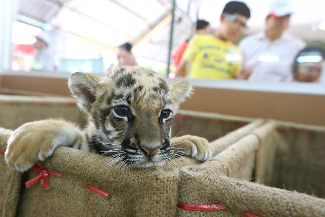 A tiger cub is pictured at Sriracha Tiger Zoo in Chonburi province, Thailand, January 30, 2017. (Photo by Athit Perawongmetha/Reuters)