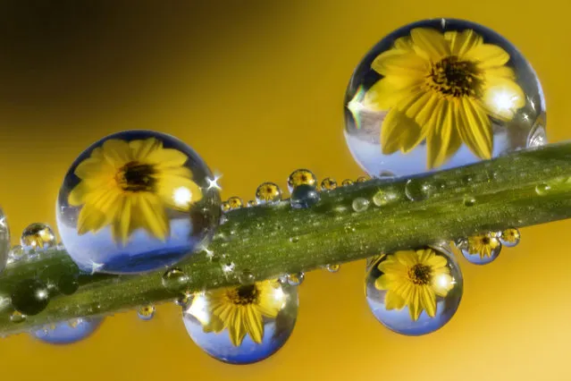 Ever wondered what life is like in miniature? An Italian photographer has perfected his own brand of macro photography with stunning pictures of miniscule drops of dew on flowers. Alberto Ghizzi Panizza, 40, has been a photographer for 18 years and specializes in macro images. All of these pictures were taken on the riverbanks of the Po River, in northern Italy, as Panizza pursued his passion for nature. “I'm deeply fond of nature and animals and always look for the beauty in the world around us”, Panizza said. (Photo by Alberto Ghizzi Panizza/Caters News)