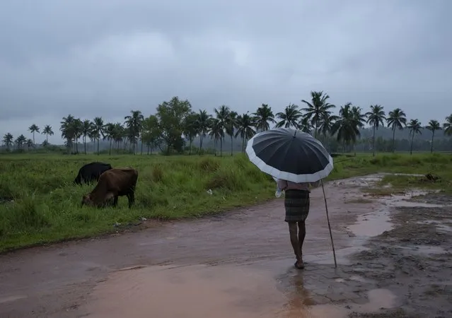 A man holds an umbrella and keeps a watch on his grazing cows on a rainy day in Kochi, Kerala state, India, Saturday, October 16, 2021. Heavy rains lashed the state Saturday, triggering flash floods and landslides across districts. (Photo by R.S. Iyer/AP Photo)