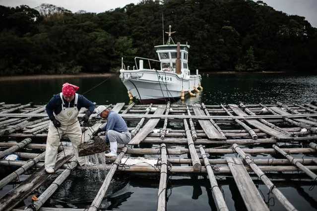 Farmers of the Sakaguchi Akoya pearl farm harvest oysters in Shima on October 12, 2018. In Japan's picturesque Ago Bay, a couple sits in a little hut picking out oysters from a net, cleaning them carefully one-by-one before replacing them gently back in the water. Their hope: in several months, these oysters will produce a glistening white pearl from a cultured farming technique invented in Japan but in decline as experts die out in the ageing country. (Photo by Martin Bureau/AFP Photo)