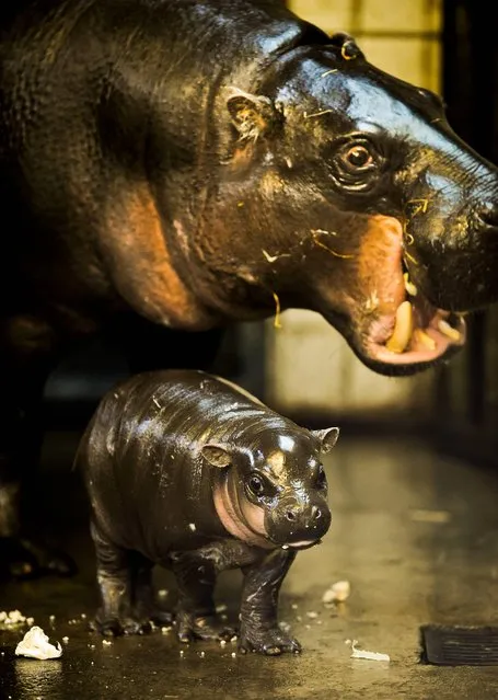 Winnie the three-week-old pygmy hippo stays close to mum Sirana at Bristol Zoo Gardens, the baby girl weighs around 5 kilograms. Picture date: Friday February 28, 2014. (Photo by Ben Birchall/PA Wire)
