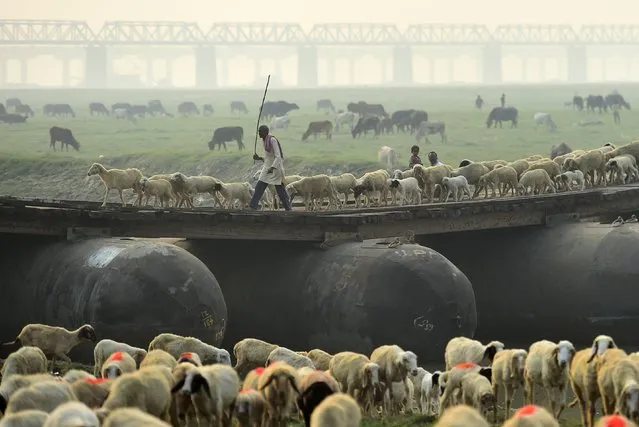 A shepherd leads a flock of sheep over a pontoon bridge in Allahabad on November 27, 2021. (Photo by Sanjay Kanojia/AFP Photo)
