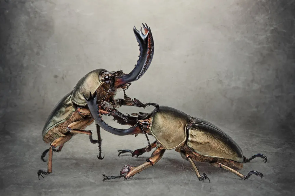 Insects Captured by Igor Siwanowicz
