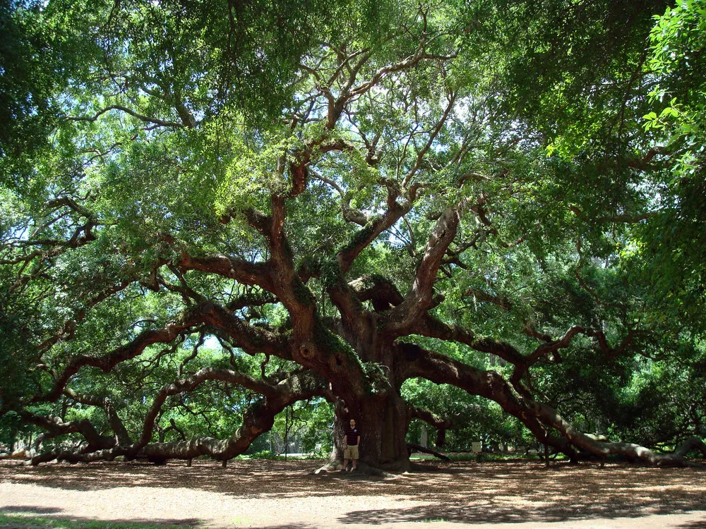 The Angel Oak Tree in South Carolina