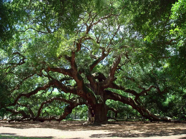 The Angel Oak Tree In South Carolina