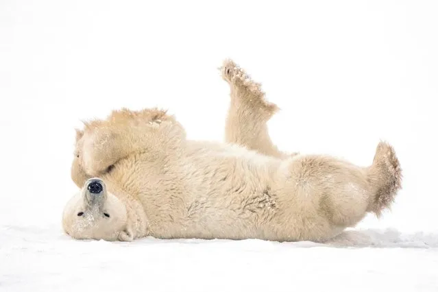 A polar bear is pictured after sparring with another bear near the Hudson Bay community of Churchill, Manitoba, Canada, November 20, 2021. (Photo by Carlos Osorio/Reuters)