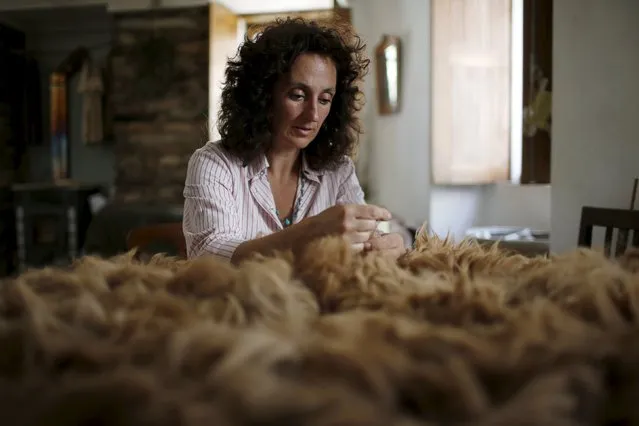 Lisa Vella-Gatt, 46, processes the wool of alpacas at her house in Benfeita, Portugal May 11, 2015. (Photo by Rafael Marchante/Reuters)