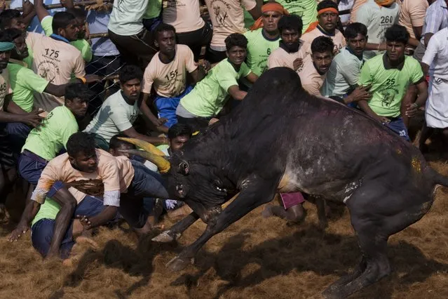 Indians try to control a bull during a traditional bull-taming festival called Jallikattu, in the village of Palamedu, near Madurai, Tamil Nadu state, India, Thursday, February 9 2017. (Photo by Bernat Armangue/AP Photo)