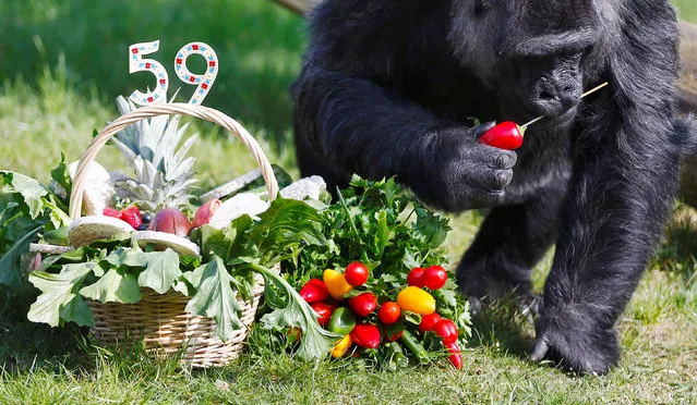 The world second-oldest gorilla “Fatou” eats from a fruit birthday basket at the Berlin zoo, Germany, April 13, 2016. (Photo by Hannibal Hanschke/Reuters)