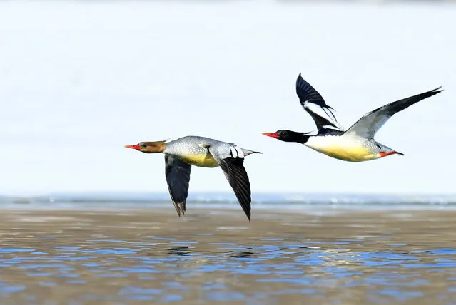 A pair of migratory scaly-sided mergansers return to Yichun in southern China. (Photo by Costfoto/Barcroft Images)