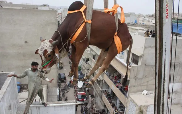 Pakistani breeder uses crane to carry his animals down from the roof for transporting them to the livestock market for the Muslim's Eid al-Adha in Karachi, Pakistan on August 04, 2019. Due to the crowded population, agricultural land scarcity and irregular urbanization in Karachi, people sometimes keep their animals on their roofs. (Photo by Sabir Mazhar/Anadolu Agency via Getty Images)