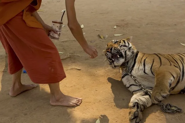 A monk feeds one of the big cats an ice cube from his drink at Tiger Temple, in Kanchanaburi, Thailand, March 16, 2016. (Photo by Amanda Mustard/The New York Times)