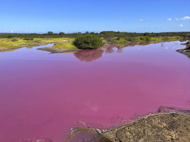 This November 8, 2023, photo provided by Leslie Diamond shows the pond at the Kealia Pond National Wildlife Refuge on Maui, Hawaii, that turned pink on Oct. 30, 2023. Officials in Hawaii are investigating why the pond turned pink, but there are some indications that drought may be to blame. (Photo by Leslie Diamond via AP Photo)