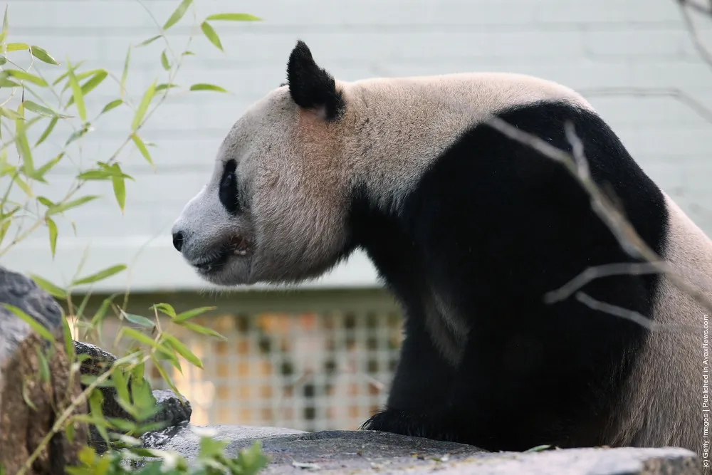 Two Giant Pandas Make Their First Appearance In Front Of The Media Since Arriving From China