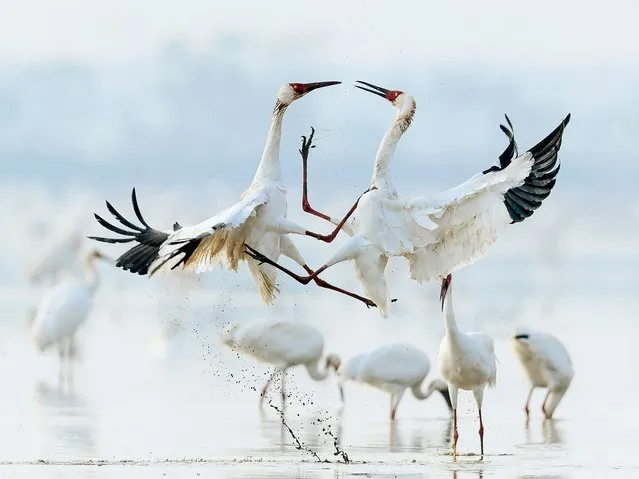 Undated photo shows Siberian white cranes at the Five Stars Sanctuary by the Poyang Lake in Nanchang, East China's Jiangxi Province. (Photo by Xinhua News Agency/Rex Features/Shutterstock)
