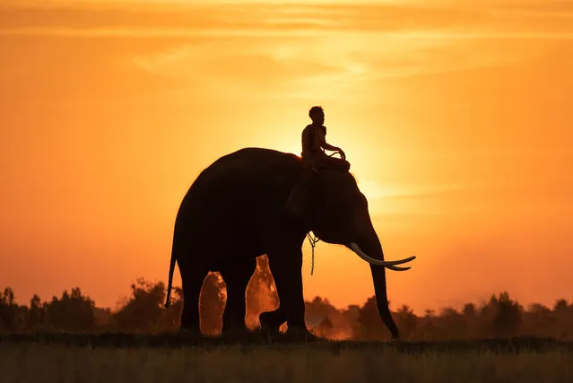 These eye-catching photographs capture the special relationship between a group of farmers and elephants – with a gorgeous sunset in the background. Vithun Khamsong, a civil engineer, shot the images earlier this year while visiting Surin, Thailand. Khamsong said: “My favorite is the one where the sunset can be seen behind the man and the elephant. I was impressed and wanted to capture this lifestyle for other people see it”. (Photo by Vithun Khamsong/Caters News Agency)