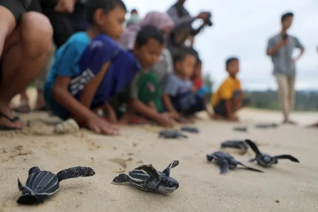 Volunteers from the local community release baby turtles, known as “tukik” locally, into the sea in Lampuuk beach, Aceh Besar, Indonesia, 02 March 2022. The baby turtles were released into the sea as part during a campaign for turtle protection as part of conservationists' efforts to boost the population of an endangered species and promote environmental protection among local people which often hunt the egg to consume and to sell. (Photo by Hotli Simanjuntak/EPA/EFE)