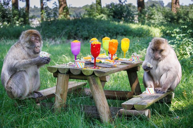 A pair of Barbary macaques make the most of their summer feast at Woburn Safari Park in Bedfordshire, UK in the first decade of August 2024, featuring potato ice creams and mashed vegetable cocktails. (Photo by Woburn Safari Park/Cover Images)