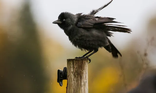 A young jackdaw rests on a fence post in Altheim, western Germany on November 3, 2019. (Photo by Thomas Warnack/dpa/AFP Photo)