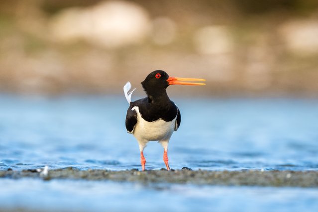 An Oystercatcher, (Haematopus ostralegus), which is listed as Near Threatened (NT) on the International Union for Conservation of Nature's (IUCN) Red List of endangered species, is seen at Kocacay Delta in Bursa, Turkiye on July 23, 2024. These birds visit the region during migration periods, distinguished by their red beaks and eyes, black-and-white plumage, and distinctive calls. The delta is significant for wildlife due to its floodplain forests, lagoons, and extensive sandbanks. Designated as a protected zone under the “Ecological Impact Zone” category because of its wetland ecosystem, this area is home to thousands of birds from both migratory and resident species. (Photo by Alper Tuydes/Anadolu via Getty Images)