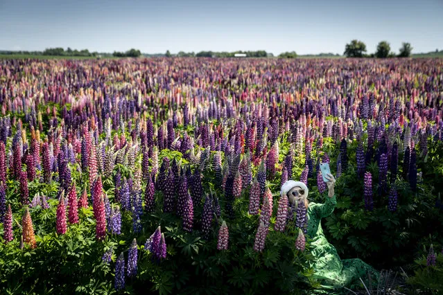 A woman takes a selfie at a lupine field in full bloom near Sollested on Lolland island in Denmark on June 8, 2021. (Photo by Mads Claus Rasmussen/Ritzau Scanpix/AFP Photo)
