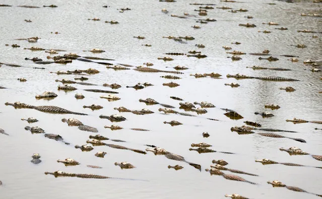 Alligators are seen in a pond that is not receiving water from the Pilcomayo river, on the border between Paraguay and Argentina, that is facing its worst drought in almost two decades, in Gral. Diaz, 500 km northwest of Asuncion, June 24, 2016. (Photo by Jorge Adorno/Reuters)