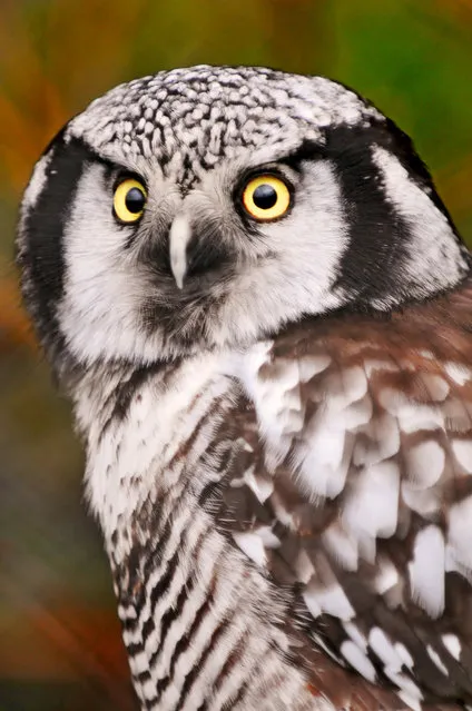 Hawk Owl