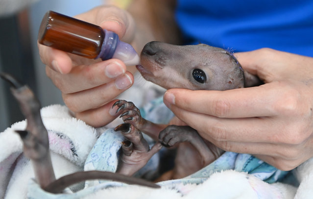 Byron Bay Wildlife Hospital Senior Veterinary Nurse Louise Napoli feeds an orphaned Red-necked wallaby patient named Phoenix on August 10, 2023 in Byron Bay, Australia. The marsupial was rescued after being separated from its mother who was hit by a car. The “joey” suffered severe head trauma and lacerations after being thrown from the mother's pouch in the impact. The young wallaby, named Phoenix, was expected to be euthanised, but made a remarkable recovery after expert medical care from Associate Veterinarian Dr Chantal Whitten and attending vet nurses. The charity hospital is seeking urgent donations to avoid closure after the NSW government revoked a previously announced $6 million, four-year funding grant one week before it was due to commence, citing “inadequate value for money”. The all-species wildlife hospital's mobility means it can respond to wildlife impacted in a natural disaster like a bushfire. Australia is predicted to experience El Niño driven extreme heat this Southern Hemisphere summer. (Photo by James D. Morgan/Getty Images)