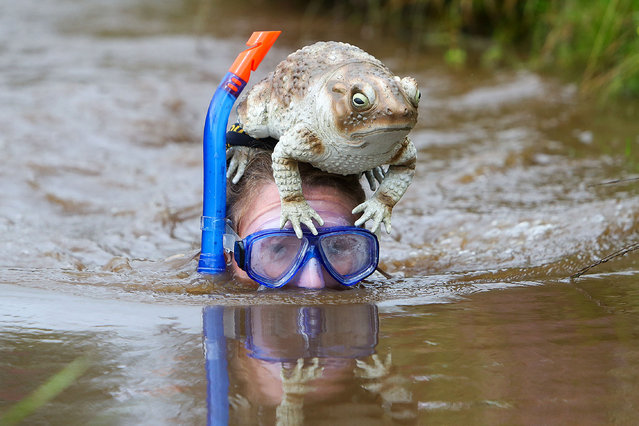 A competitor takes part in the World Bog Snorkelling Championships held at the Waen Rhydd peat bog, Llanwrtyd Wells, Mid Wales, on August 27, 2023. The race is held along a 55-metre bog trench, in which the contestants must complete two lengths. Conventional swimming strokes are not allowed, though snorkels and flippers are mandatory. (Photo by Geoff Caddick/AFP Photo)